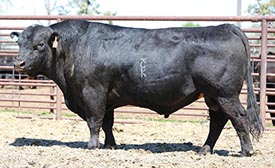 BAR CK TEBOW 1006X BAR CK TEBOW 1006X BAR CK TARGET 3016A