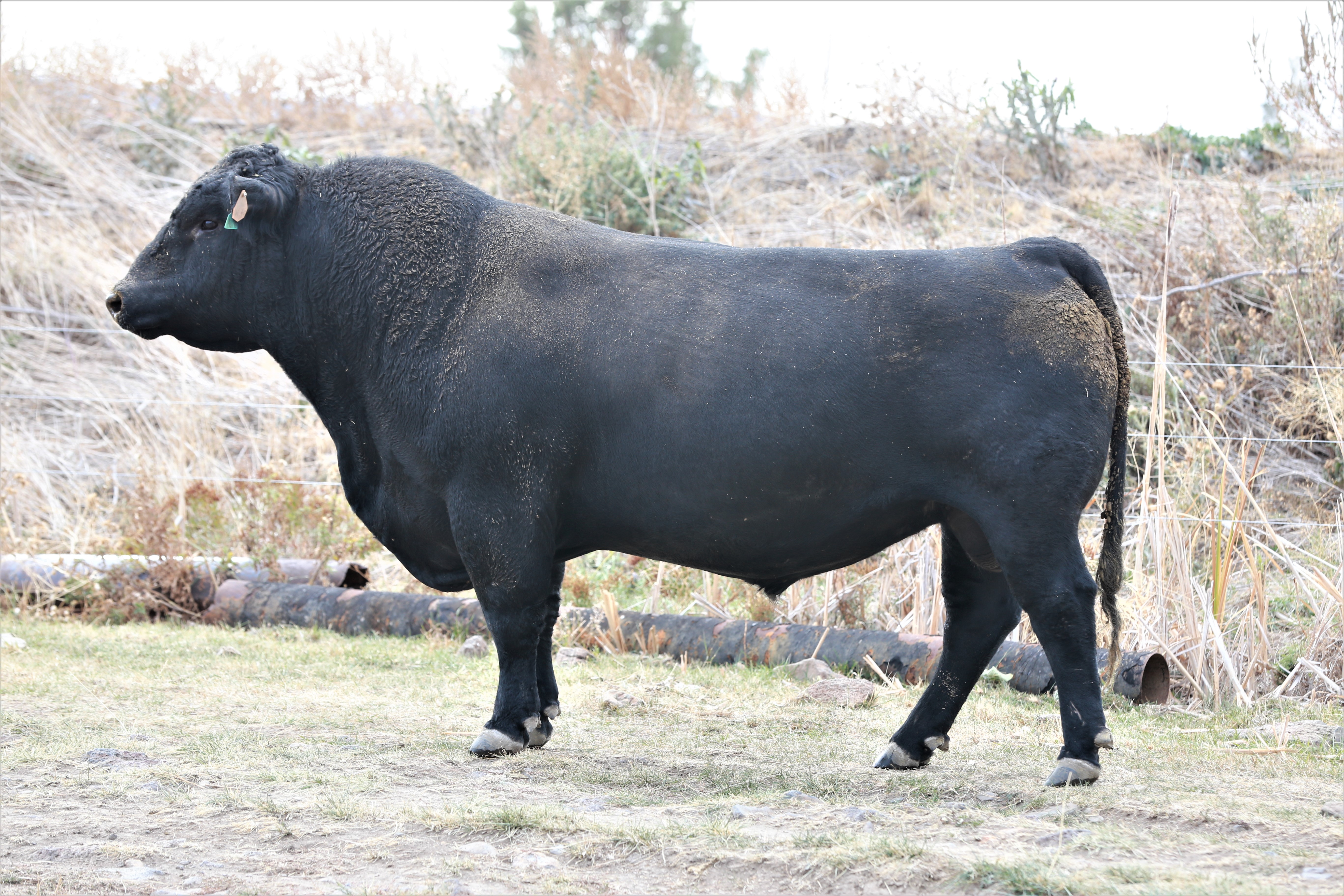 BAR CK TEBOW 1006X BAR CK TEBOW 1006X GW VINDICATOR 312E