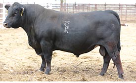 BAR CK TEBOW 1006X BAR CK TEBOW 1006X BAR CK 1006X 8103F