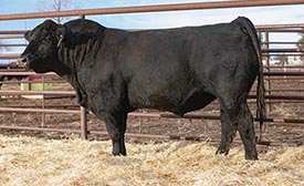 TRIF BAR CK PIONEER 244K